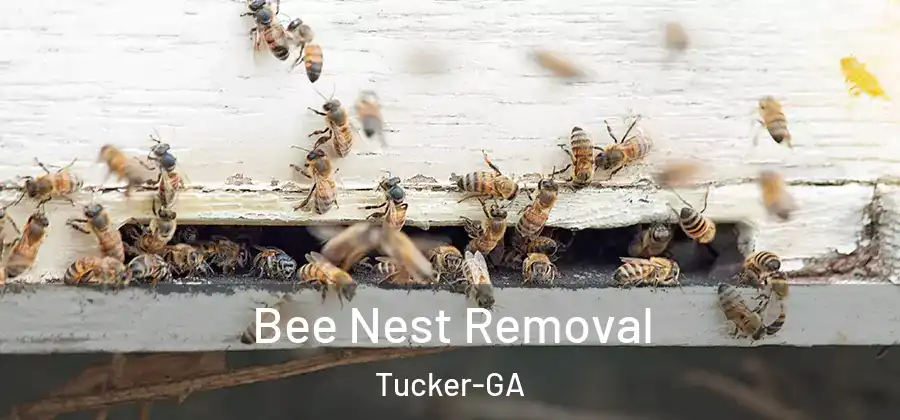 Bee Nest Removal Tucker-GA