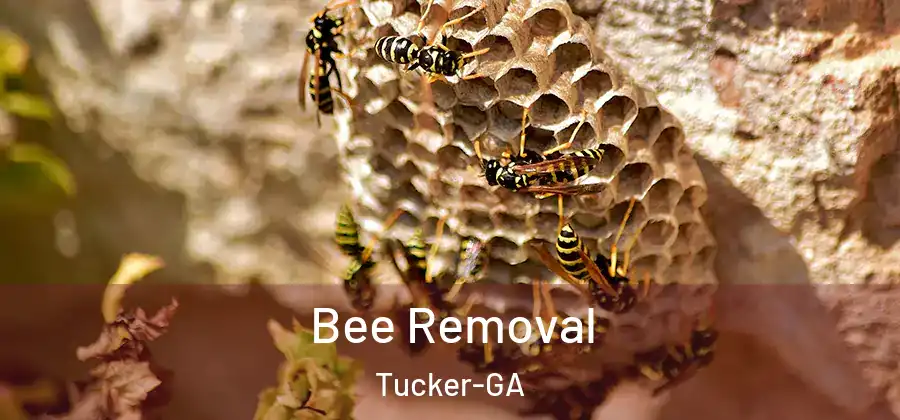  Bee Removal Tucker-GA