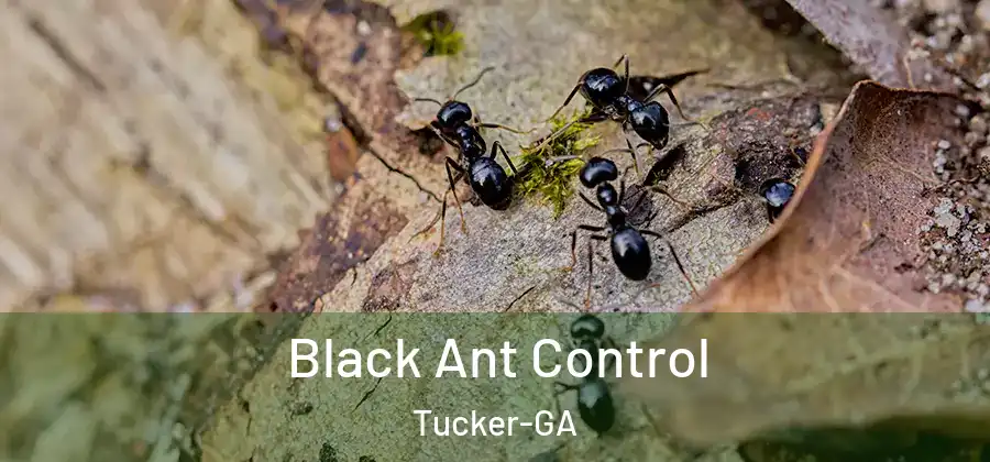 Black Ant Control Tucker-GA
