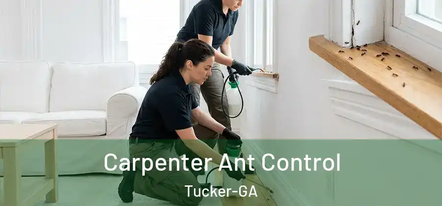 Carpenter Ant Control Tucker-GA