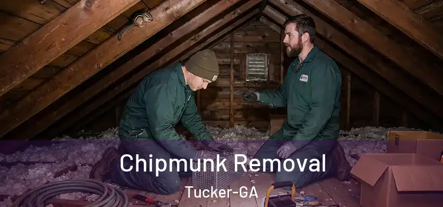  Chipmunk Removal Tucker-GA
