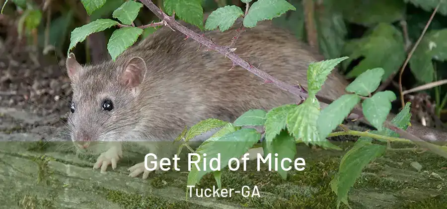Get Rid of Mice Tucker-GA