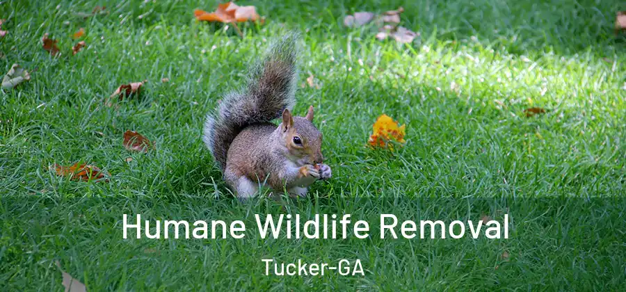 Humane Wildlife Removal Tucker-GA