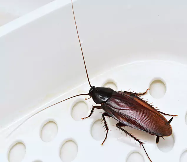 Trusted Cockroach Exterminator: Your Roach Control Services in Tucker, GA
