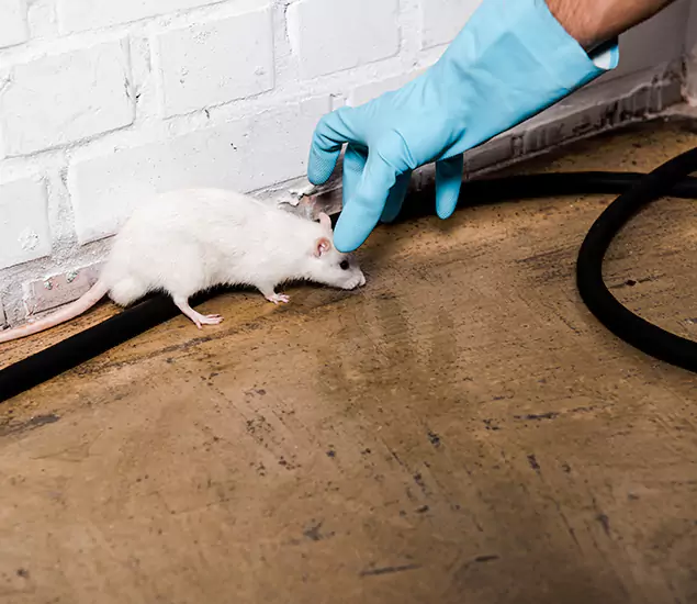 Your Pest Control Partner in Tucker, GA