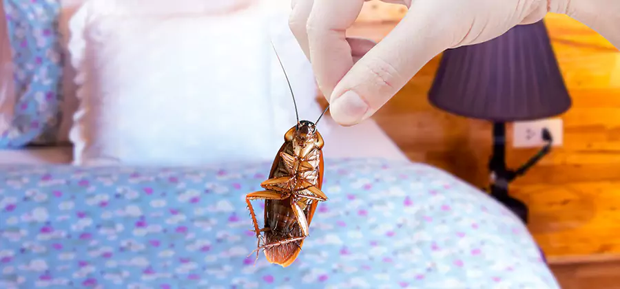 Fast Roach Elimination in Tucker