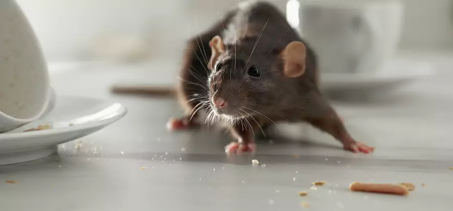 Rodent Feces Removal in Tucker