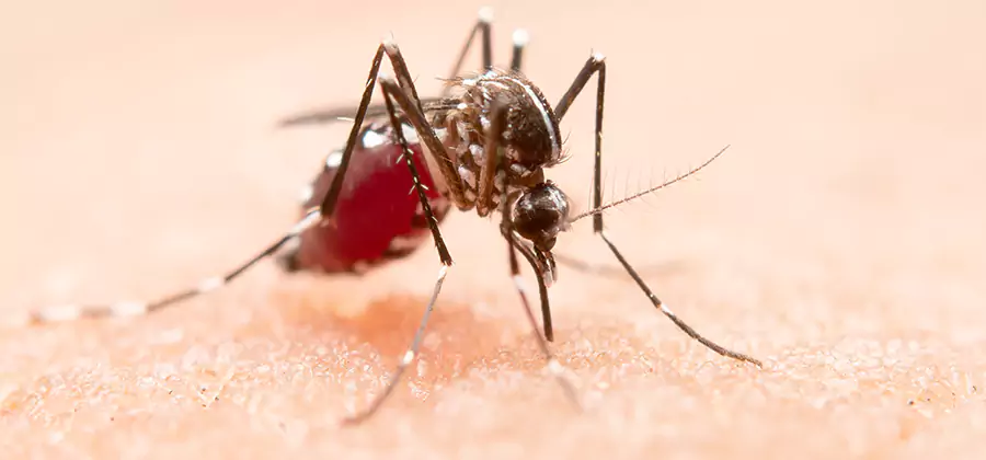 Pond Mosquito Control and Water Treatment in Tucker