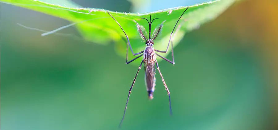 Home Defense Insect Killer in Tucker