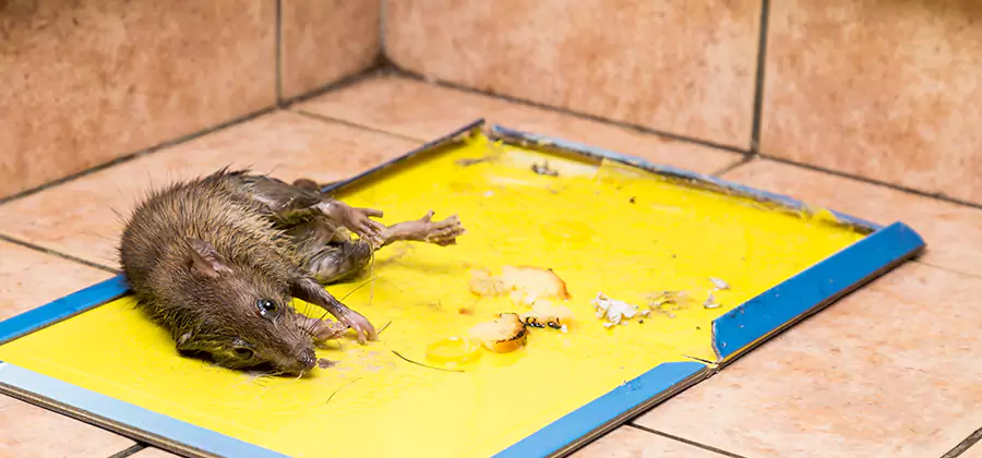 Rat Trapping Service In Tucker