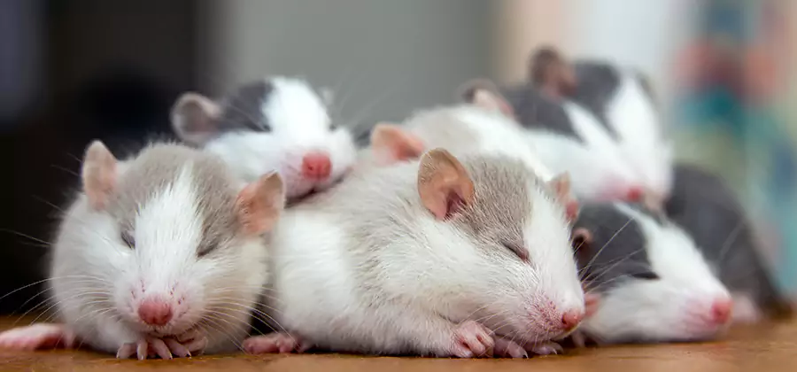 Rat Infestation Exclusion Service in Tucker