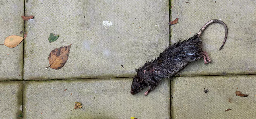 Rodent inspection service in Tucker