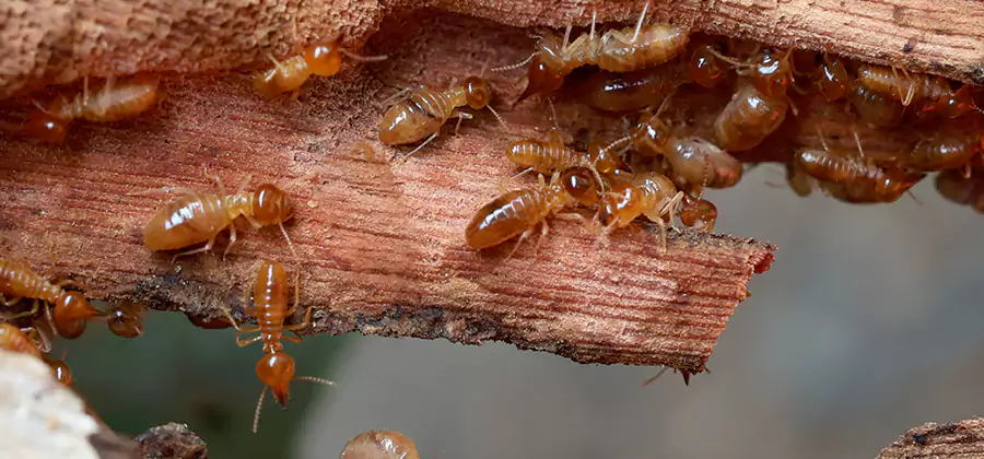 Wood Preservation Termite Treatment in Tucker