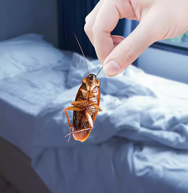 Why Choose Tucker Pest Control Pro for Bed Bug Extermination in Tucker, GA?