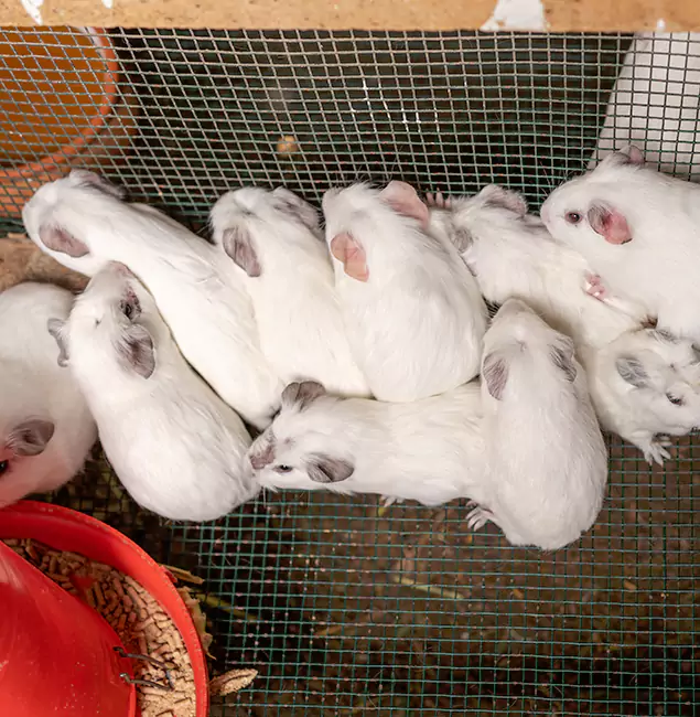 Why Choose Tucker Pest Control Pro for Rat Infestation in Tucker, GA?