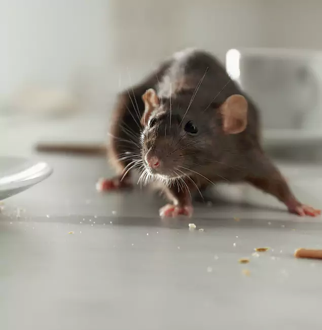 Why Tucker, GA Trusts Tucker Pest Control Pro for Rodent Prevention?