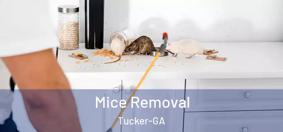 Mice Removal Tucker-GA