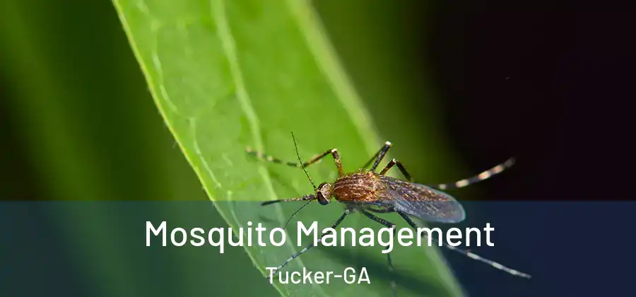 Mosquito Management Tucker-GA