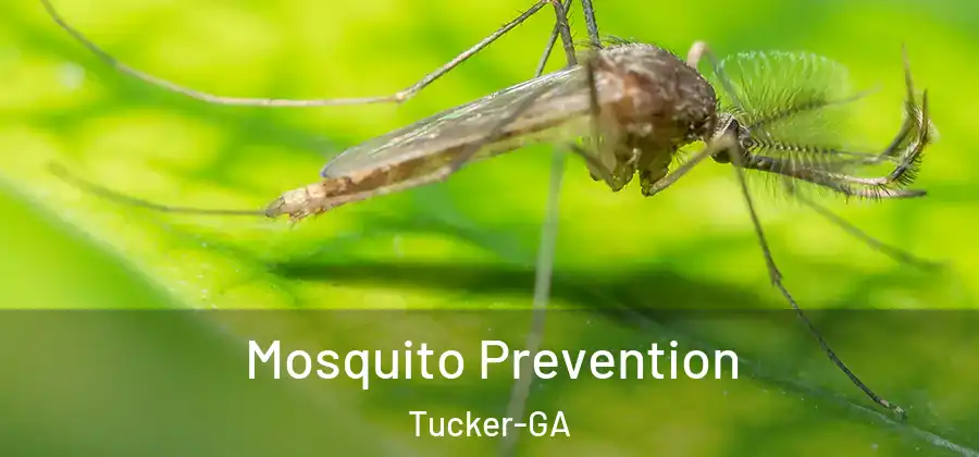 Mosquito Prevention Tucker-GA