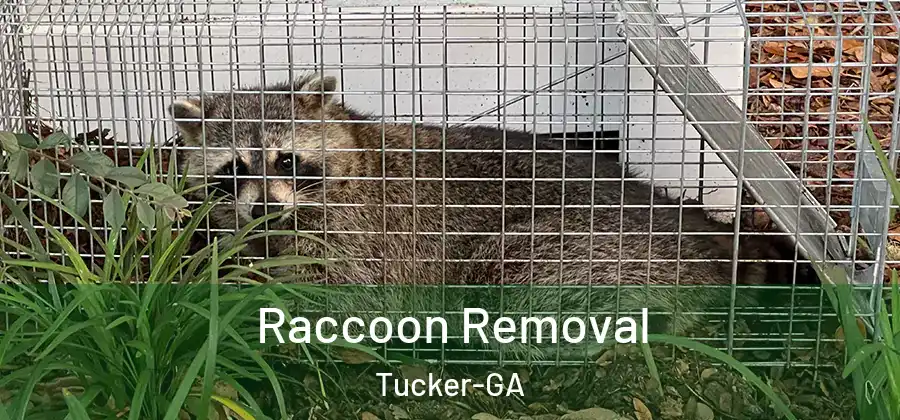  Raccoon Removal Tucker-GA