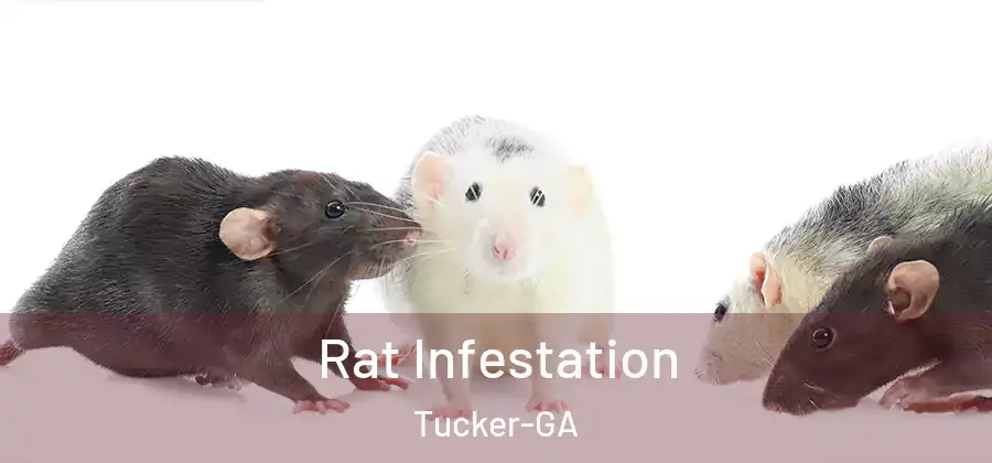 Rat Infestation Tucker-GA