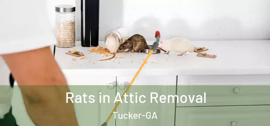  Rats in Attic Removal Tucker-GA