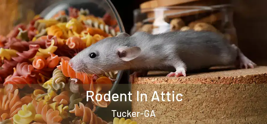 Rodent In Attic Tucker-GA