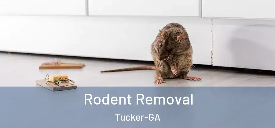 Rodent Removal Tucker-GA