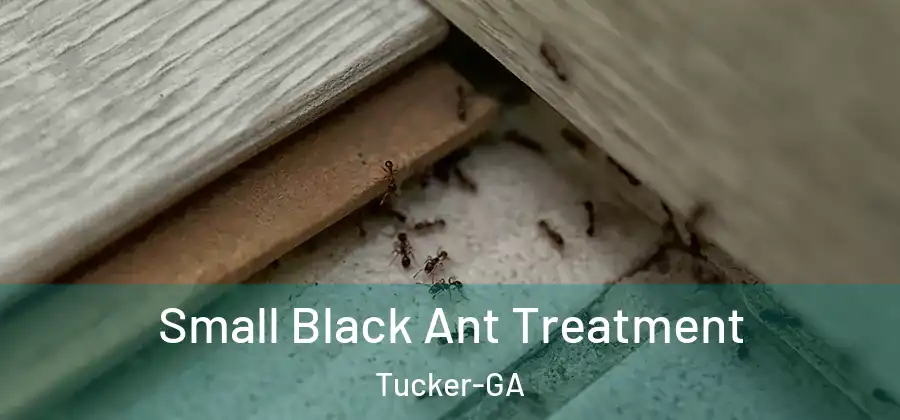 Small Black Ant Treatment Tucker-GA