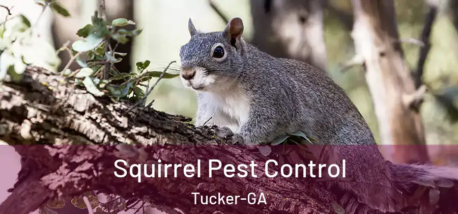  Squirrel Pest Control Tucker-GA