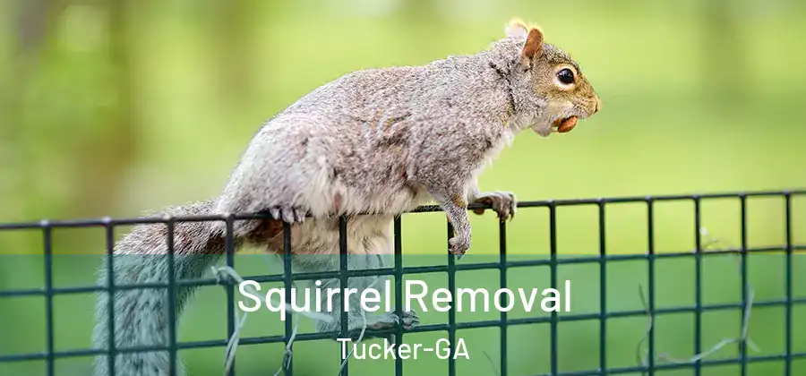  Squirrel Removal Tucker-GA