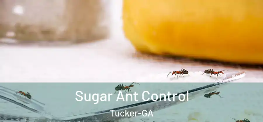  Sugar Ant Control Tucker-GA