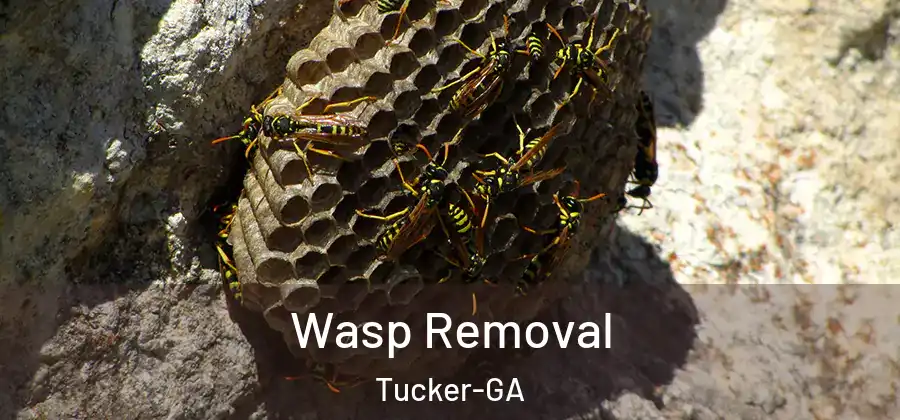 Wasp Removal Tucker-GA