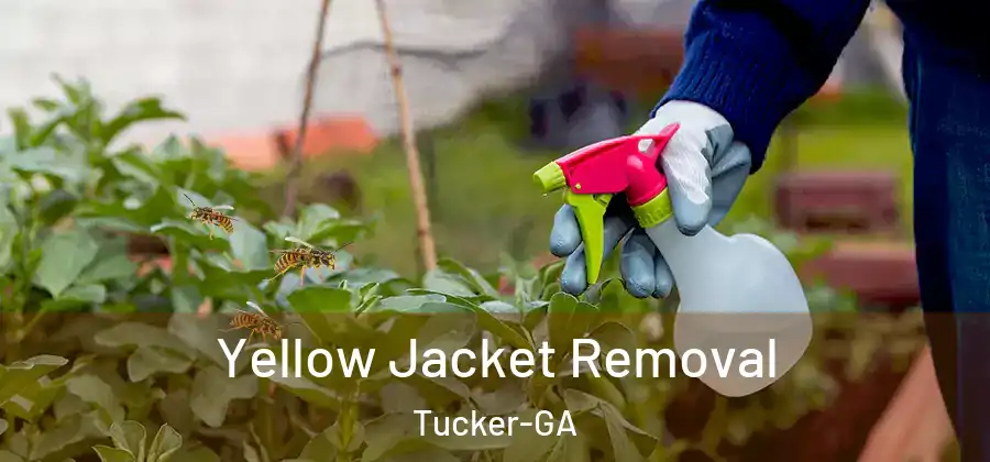  Yellow Jacket Removal Tucker-GA